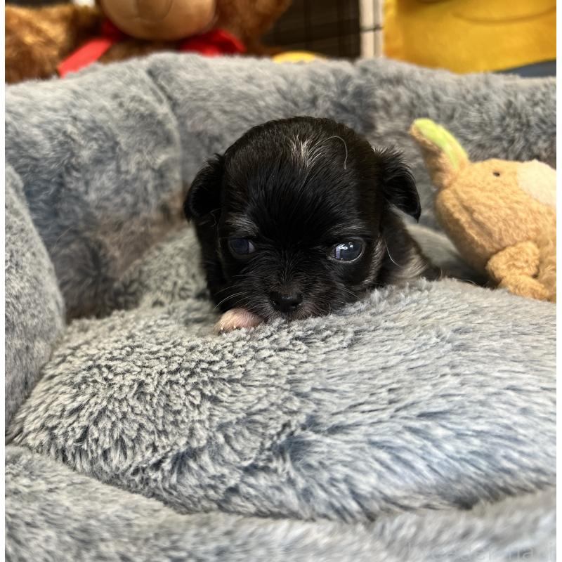 成約済の埼玉県のチワワ(ロングコート)-413275の8枚目