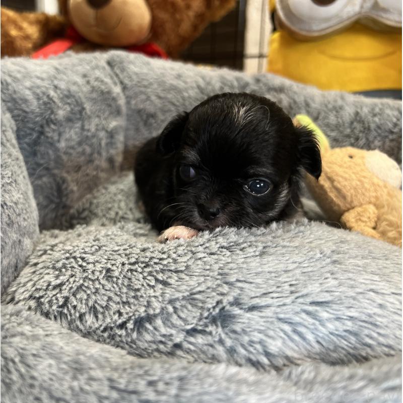 成約済の埼玉県のチワワ(ロングコート)-413275の7枚目