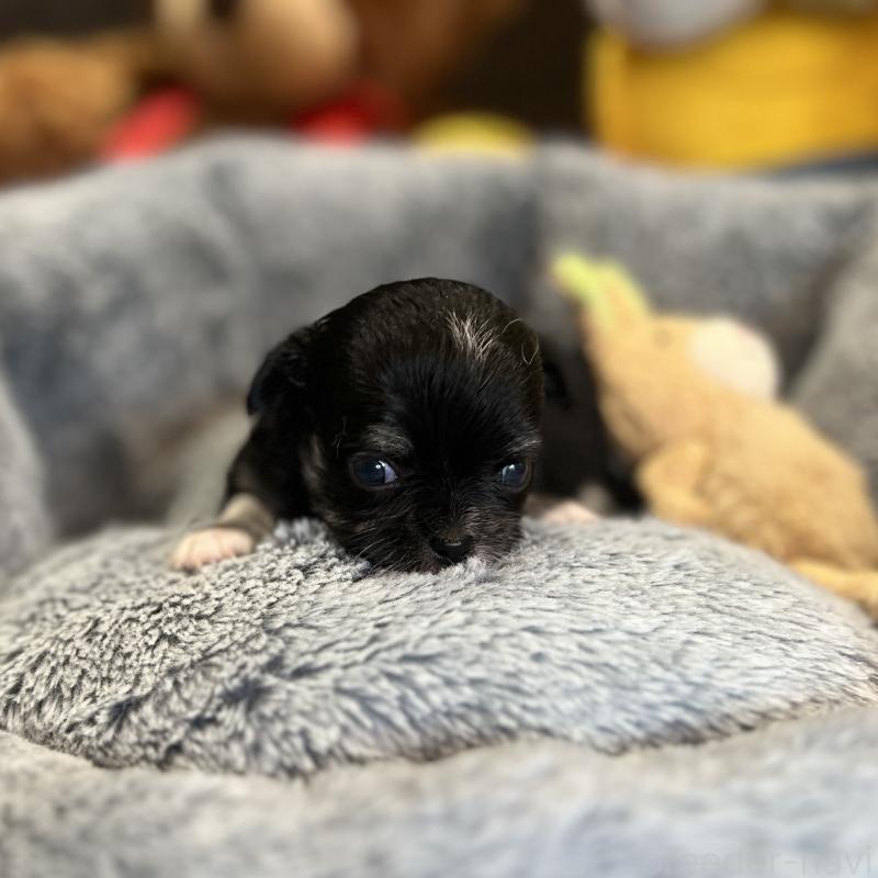 成約済の埼玉県のチワワ(ロングコート)-413275の6枚目