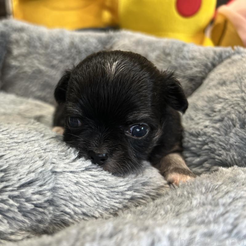 成約済の埼玉県のチワワ(ロングコート)-413275の5枚目