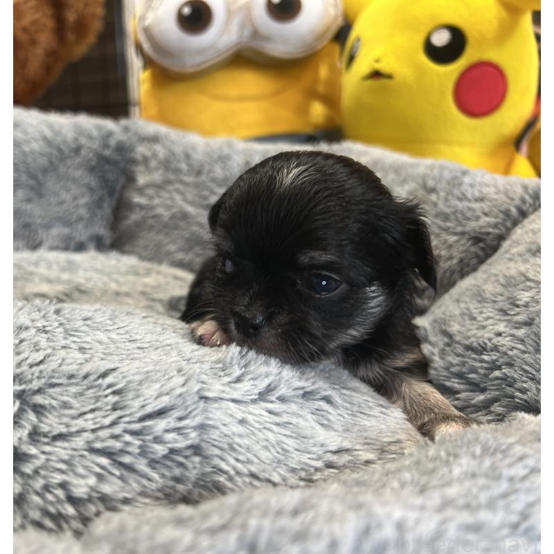 成約済の埼玉県のチワワ(ロングコート)-413275の4枚目