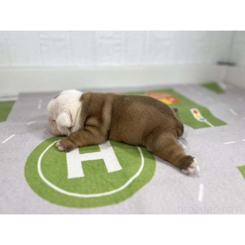 販売中の愛知県のブルドッグ-414034の6枚目