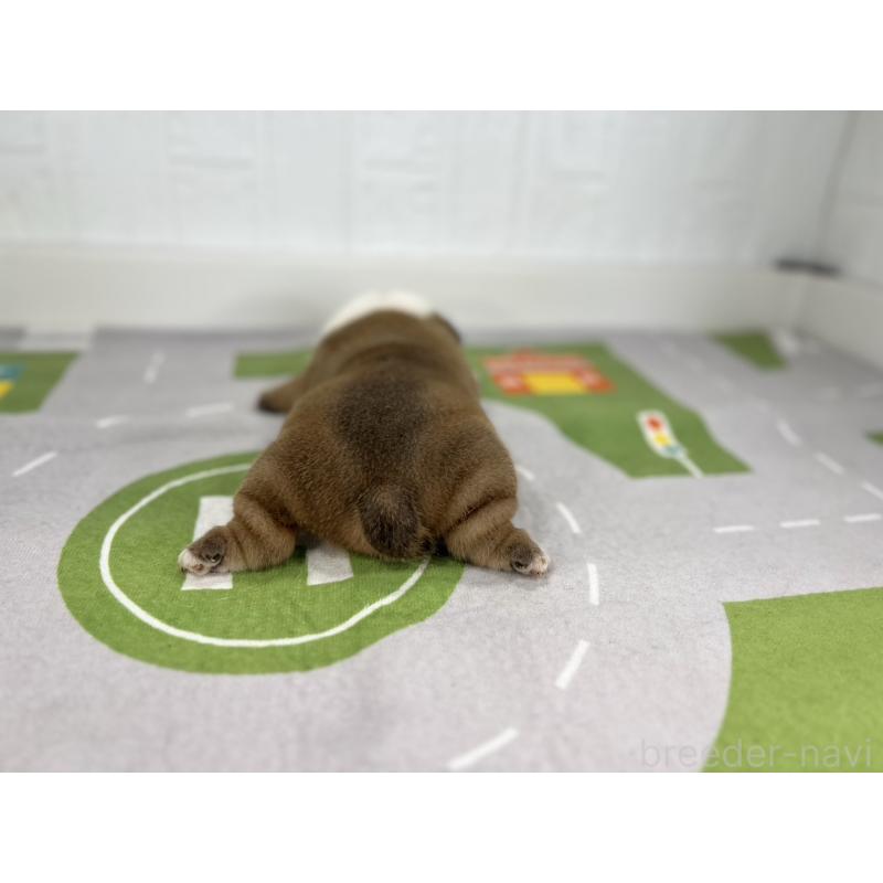 販売中の愛知県のブルドッグ-414034の3枚目