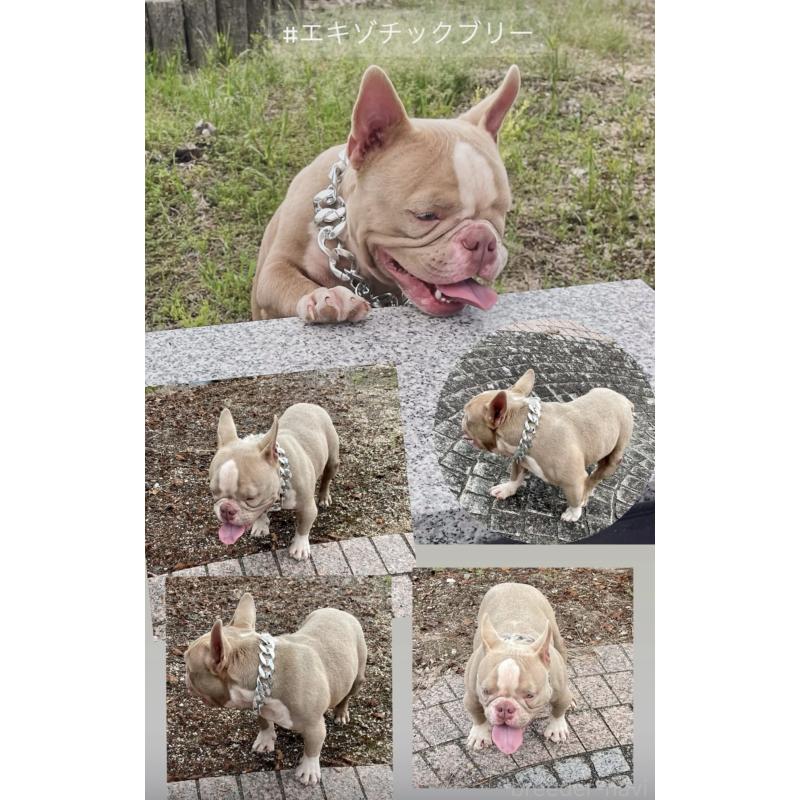 成約済の滋賀県のエキゾチックブリー-381618の2枚目