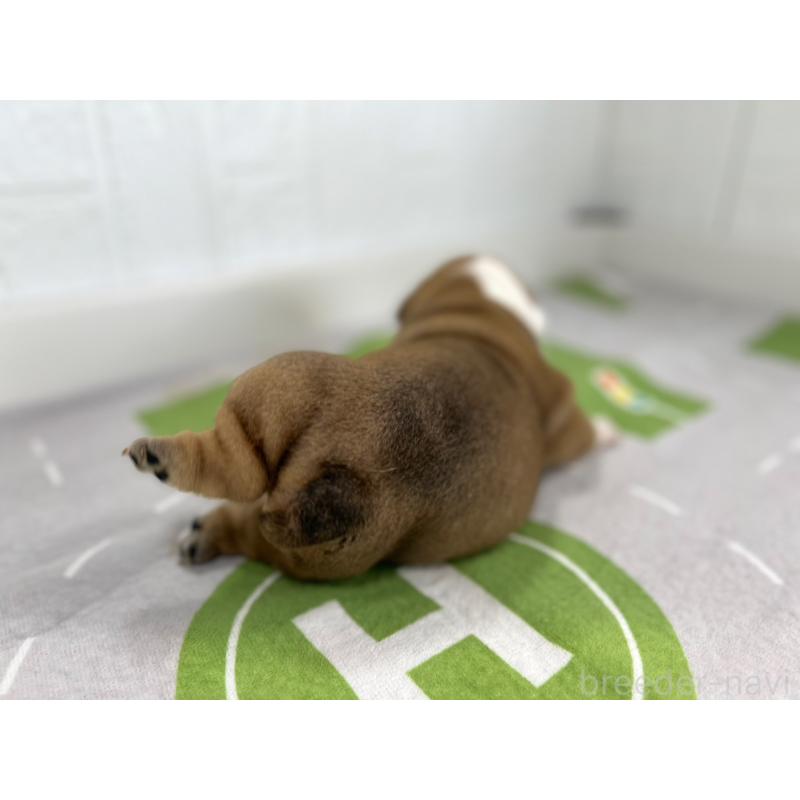 販売中の愛知県のブルドッグ-414036の3枚目