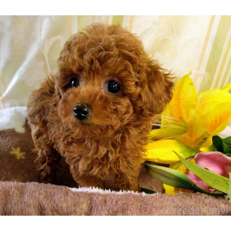 ママちゃん1枚目