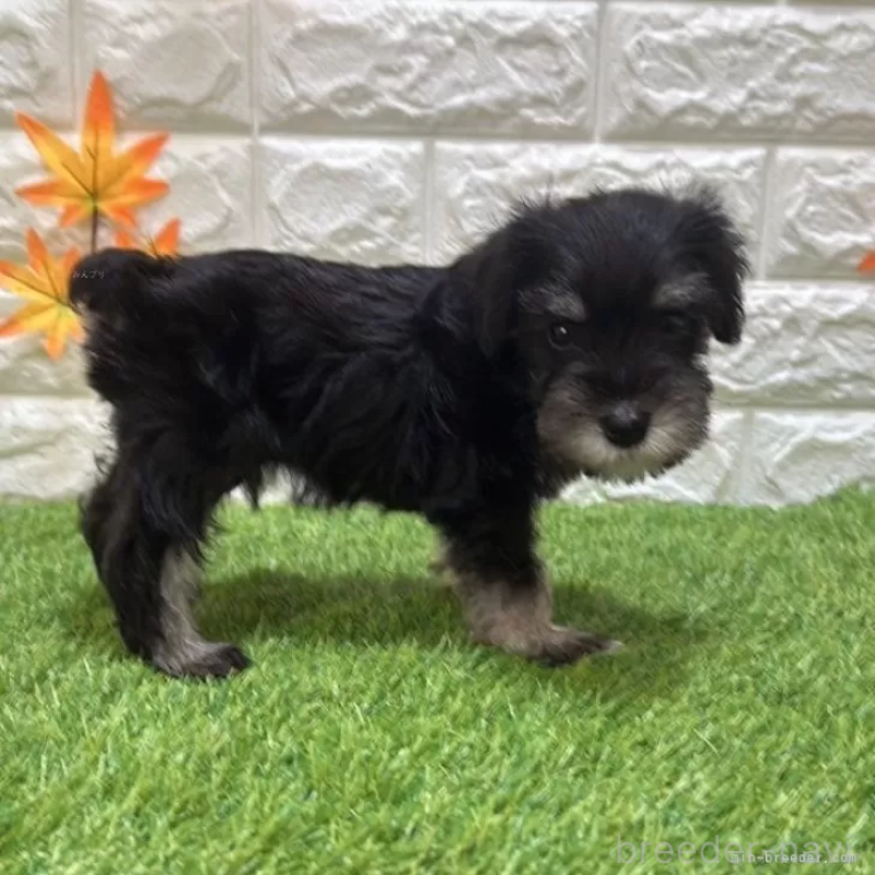 成約済の愛知県のミニチュアシュナウザー-412890の5枚目