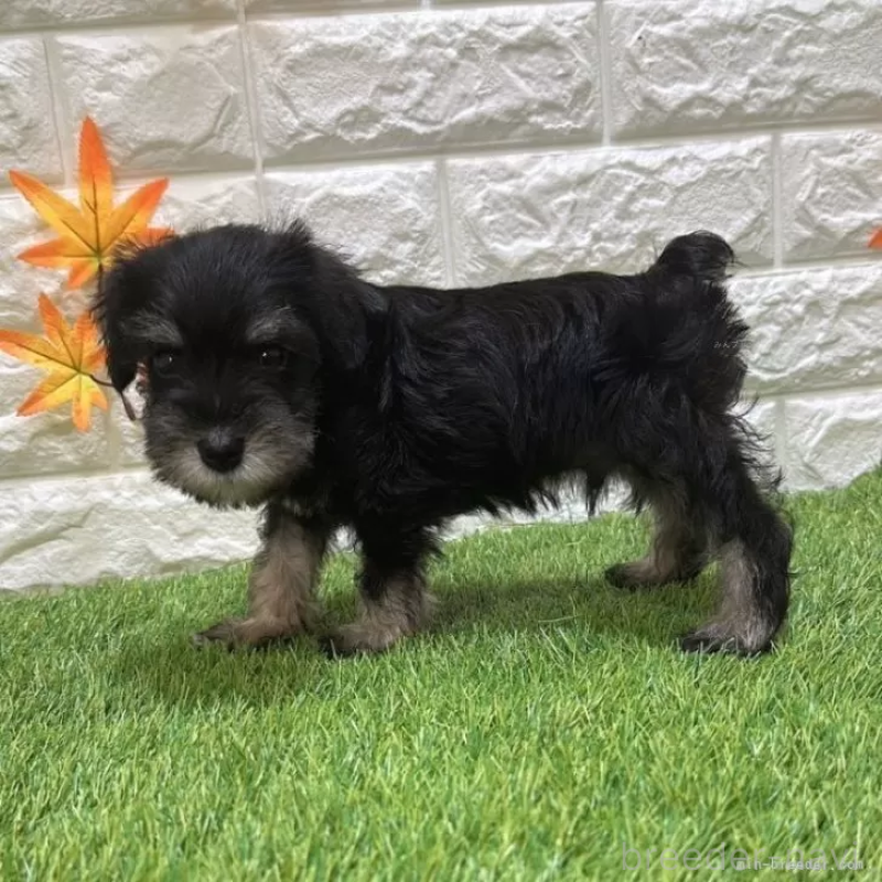 成約済の愛知県のミニチュアシュナウザー-412890の4枚目