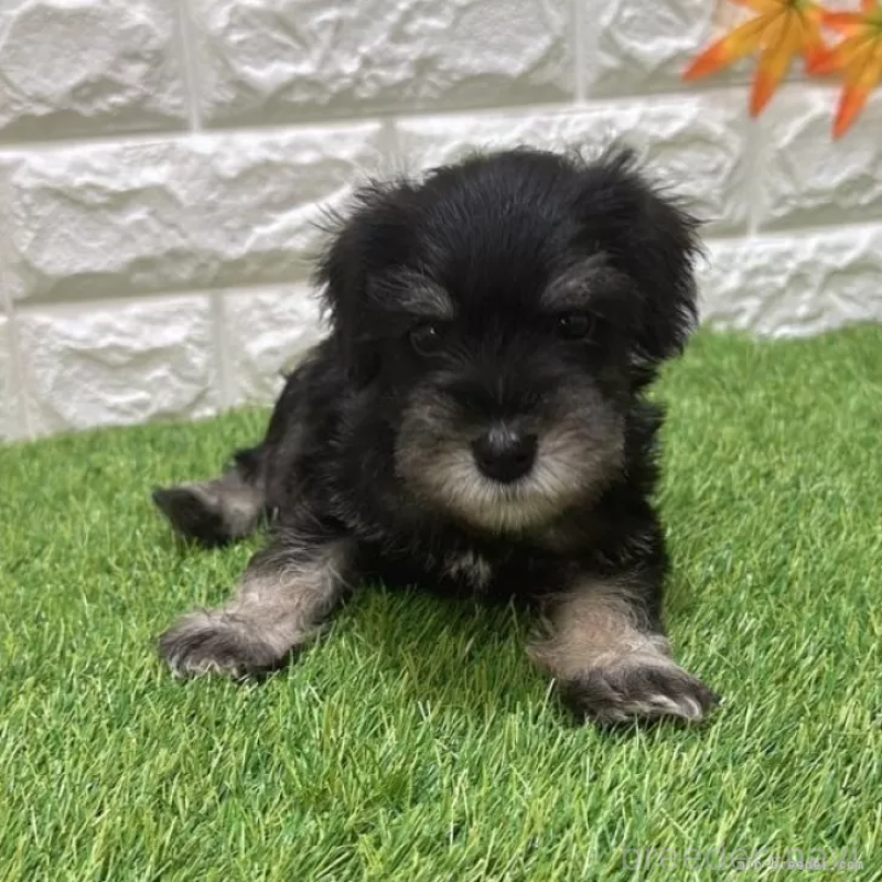 成約済の愛知県のミニチュアシュナウザー-412890の3枚目