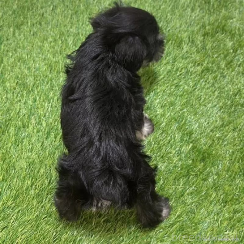 成約済の愛知県のミニチュアシュナウザー-412890の2枚目