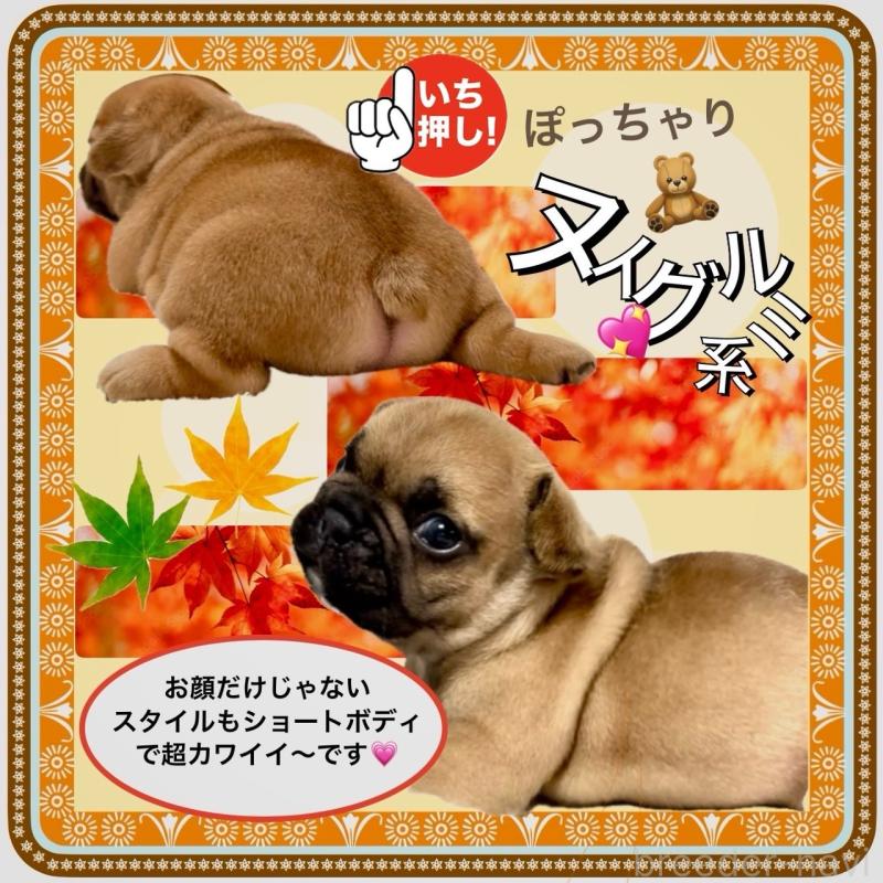 販売中の大阪府のフレンチブルドッグ-414054の5枚目