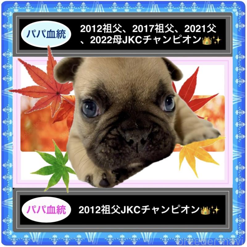 販売中の大阪府のフレンチブルドッグ-414054の2枚目