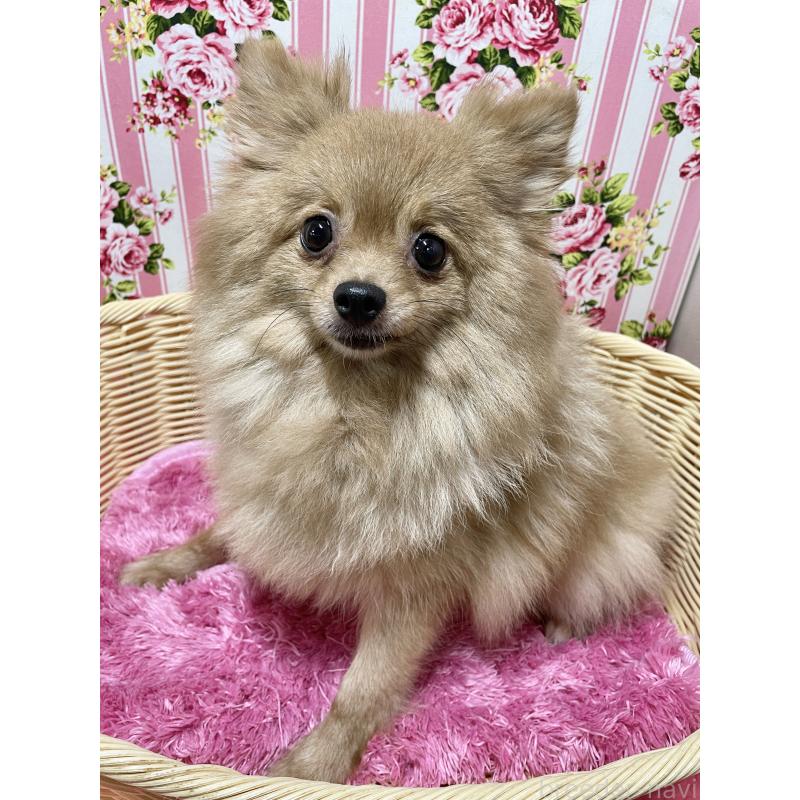 販売中の秋田県のポメラニアン-414163の1枚目