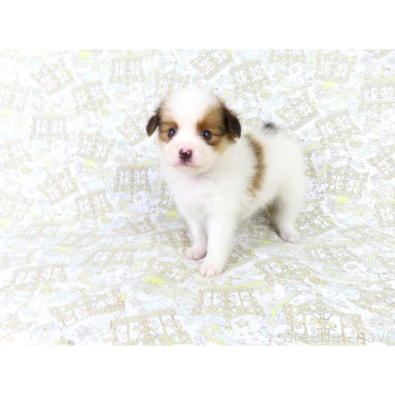 成約済の千葉県のパピヨン-412044の9枚目