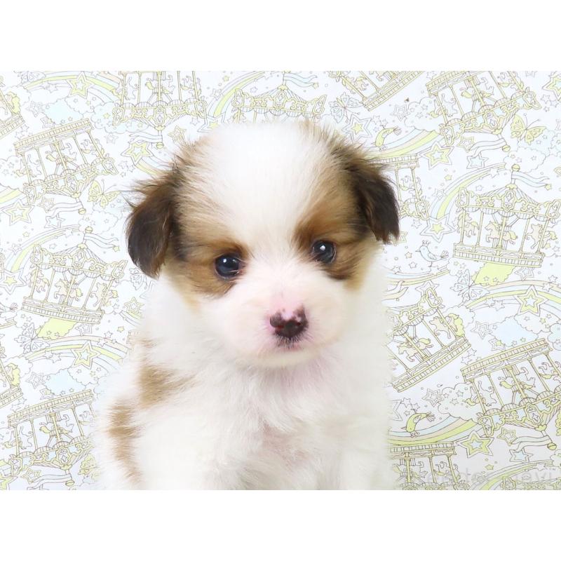 成約済の千葉県のパピヨン-412044の7枚目