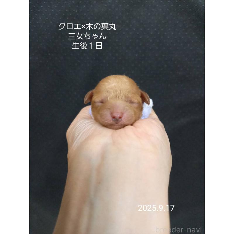 販売中の大阪府のティーカッププードル-413835の8枚目