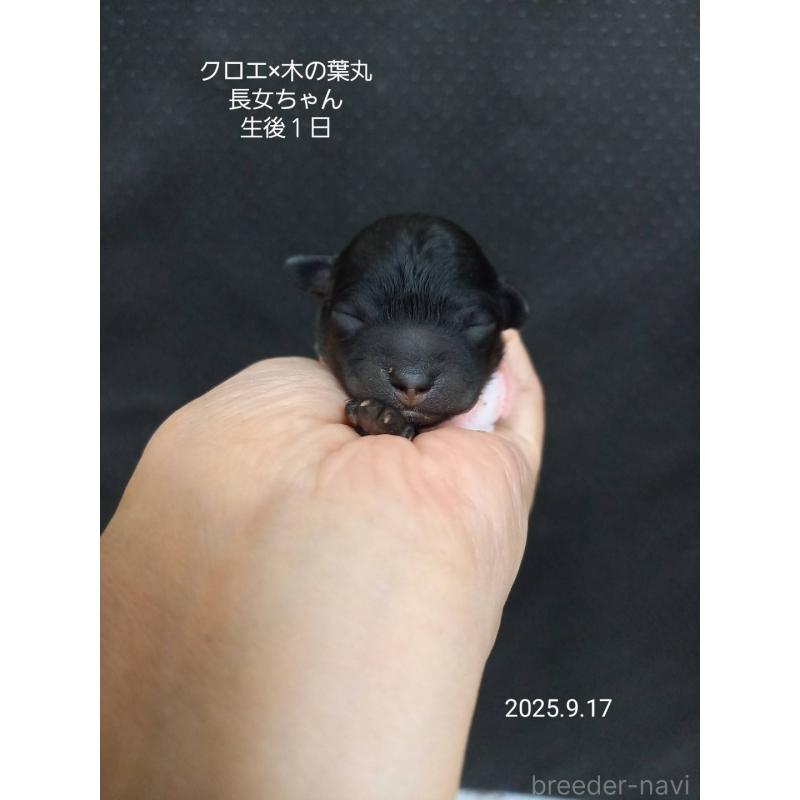 販売中の大阪府のティーカッププードル-413830の8枚目