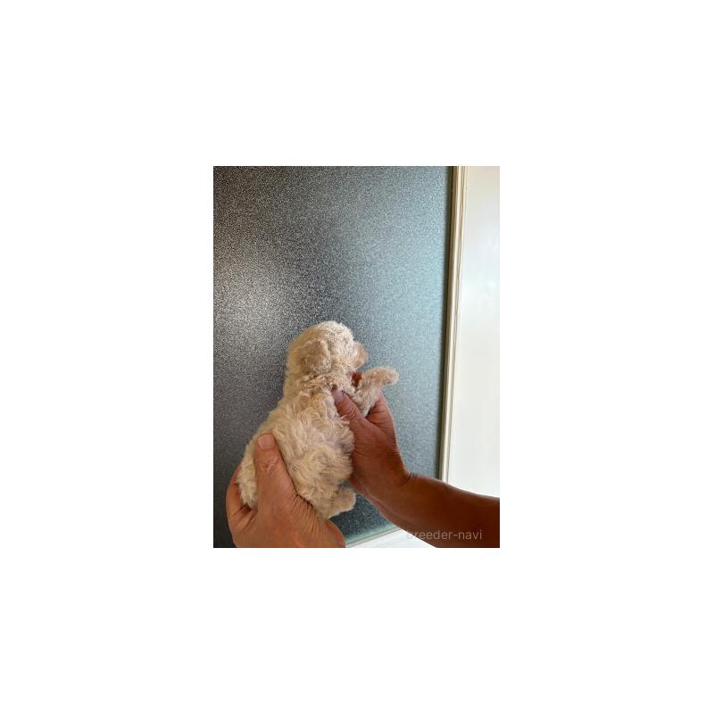 成約済の福岡県のミックス犬-407135の4枚目