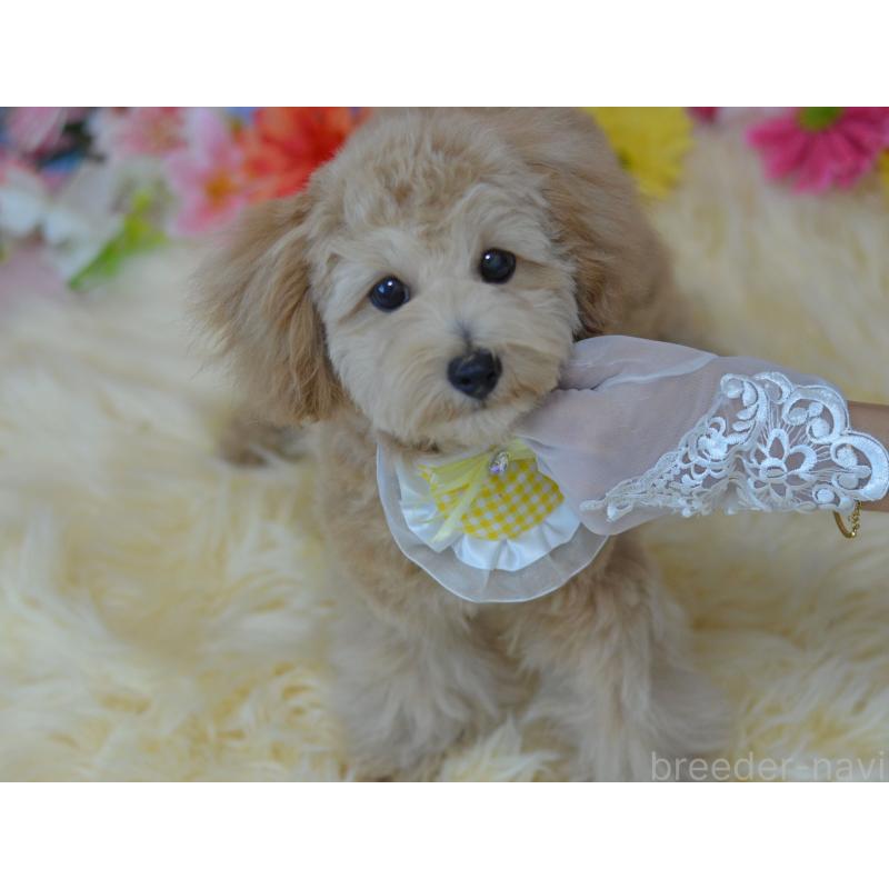 販売中の埼玉県のミックス犬-392914の7枚目