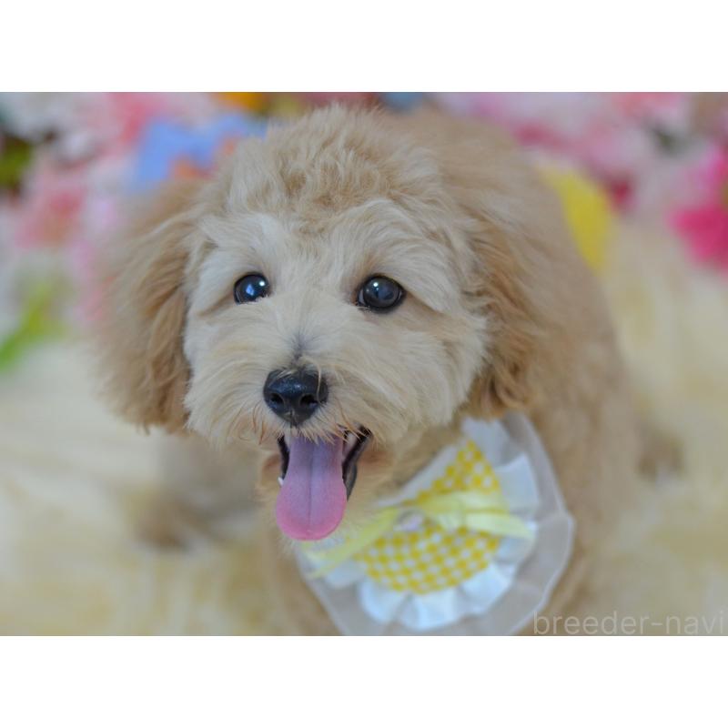 販売中の埼玉県のミックス犬-392914の5枚目