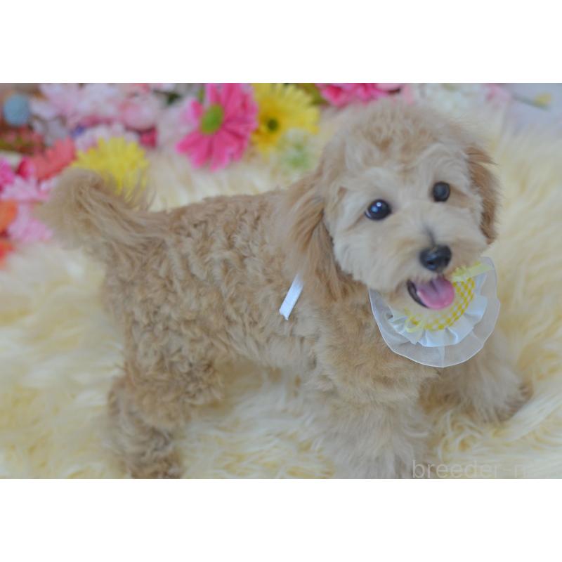 販売中の埼玉県のミックス犬-392914の4枚目