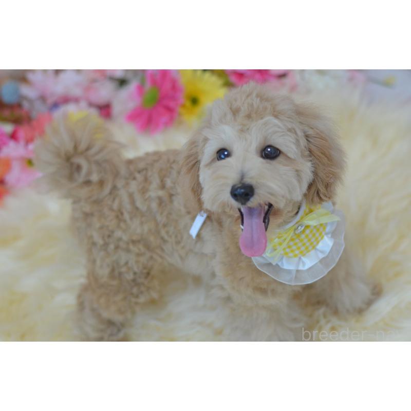 販売中の埼玉県のミックス犬-392914の3枚目