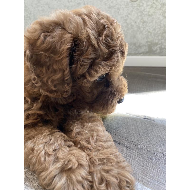 成約済の東京都のタイニープードル-412934の12枚目