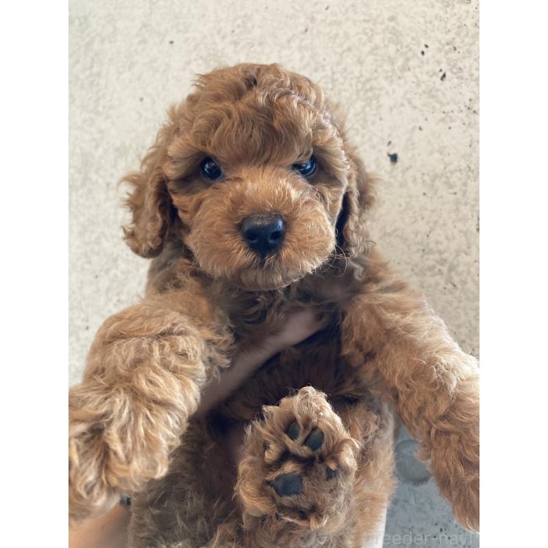 成約済の東京都のタイニープードル-412934の11枚目