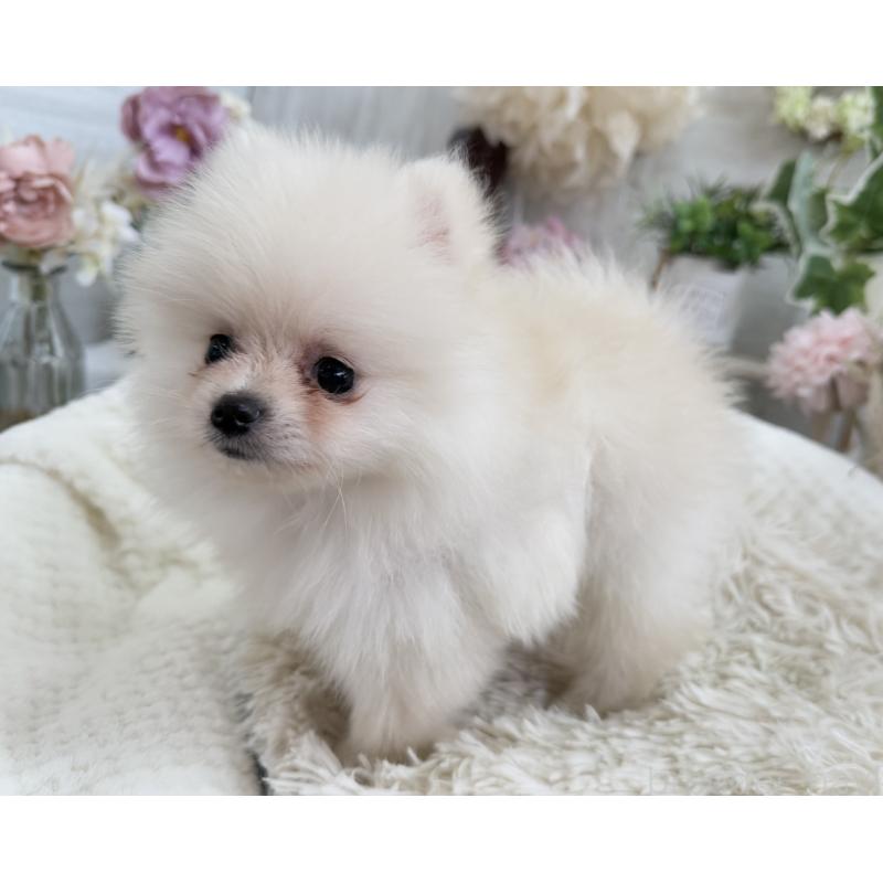 成約済の京都府のポメラニアン-410336の9枚目