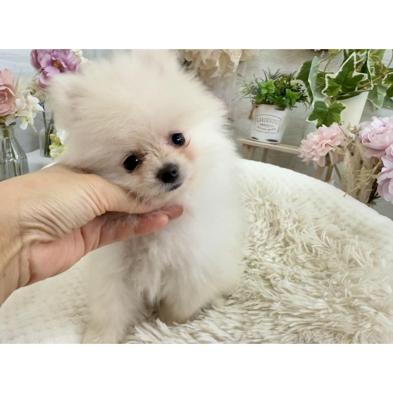 成約済の京都府のポメラニアン-410336の8枚目