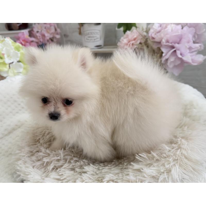 成約済の京都府のポメラニアン-410336の7枚目