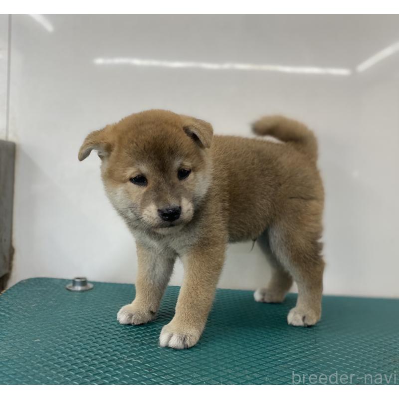 販売中の長野県の柴犬-414066の4枚目