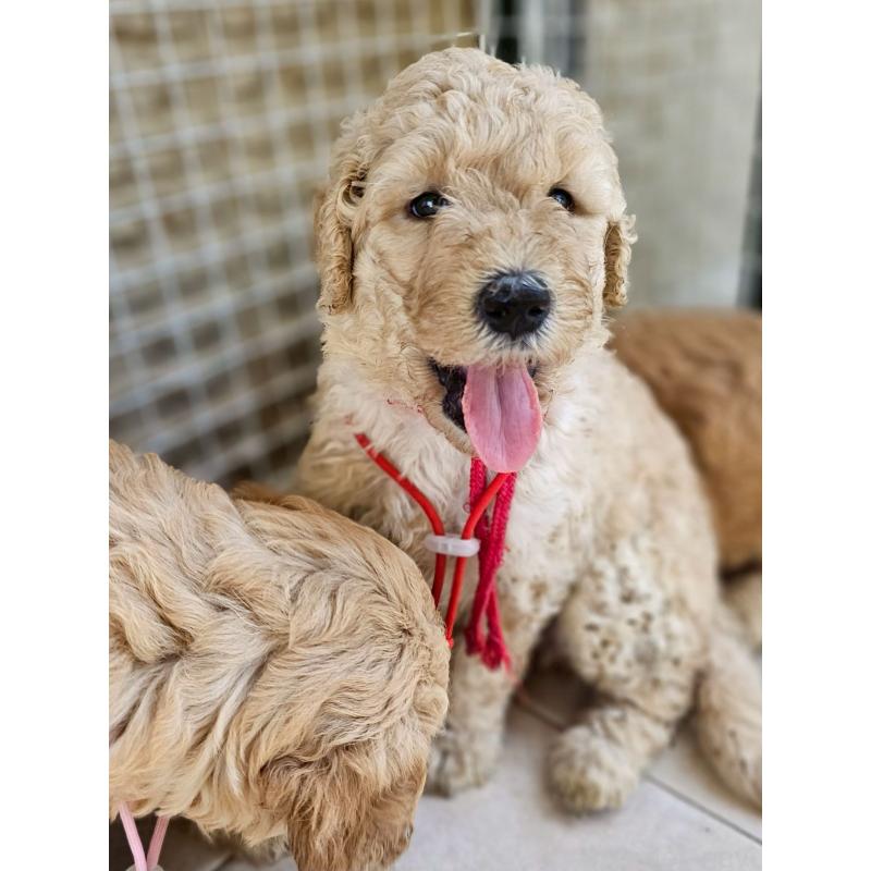 成約済の長野県のゴールデンドゥードル:ゴールデンレトリーバー×プードル-411628の5枚目