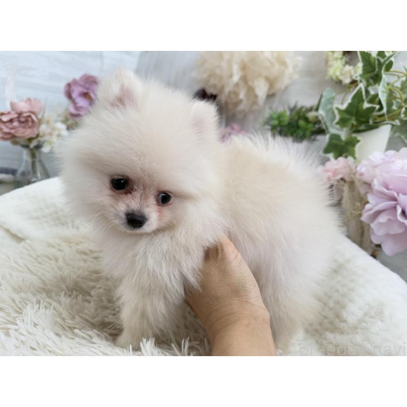 成約済の京都府のポメラニアン-410336の6枚目