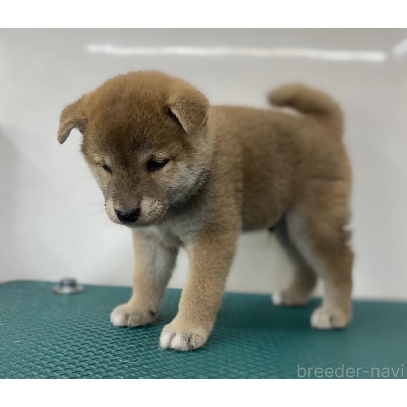 販売中の長野県の柴犬-414066の3枚目