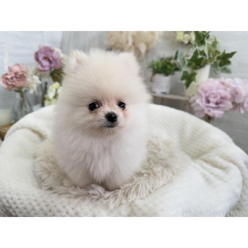 成約済の京都府のポメラニアン-410336の5枚目