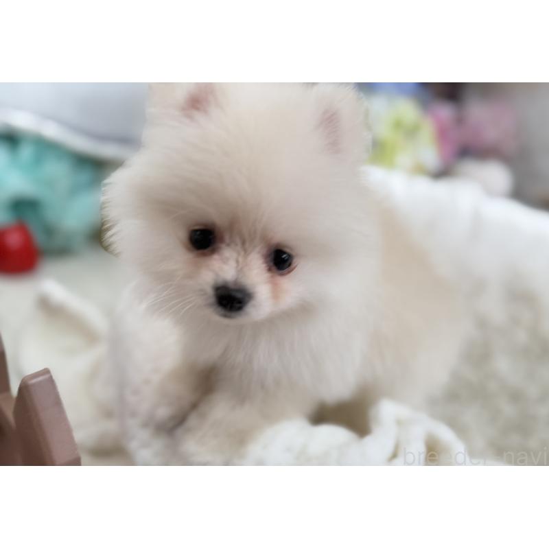 成約済の京都府のポメラニアン-410336の4枚目