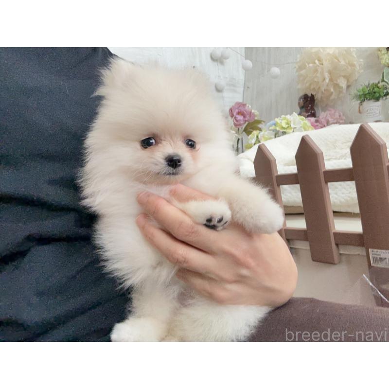 成約済の京都府のポメラニアン-410336の3枚目