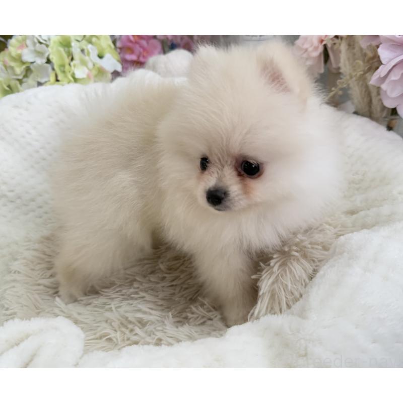 成約済の京都府のポメラニアン-410336の2枚目