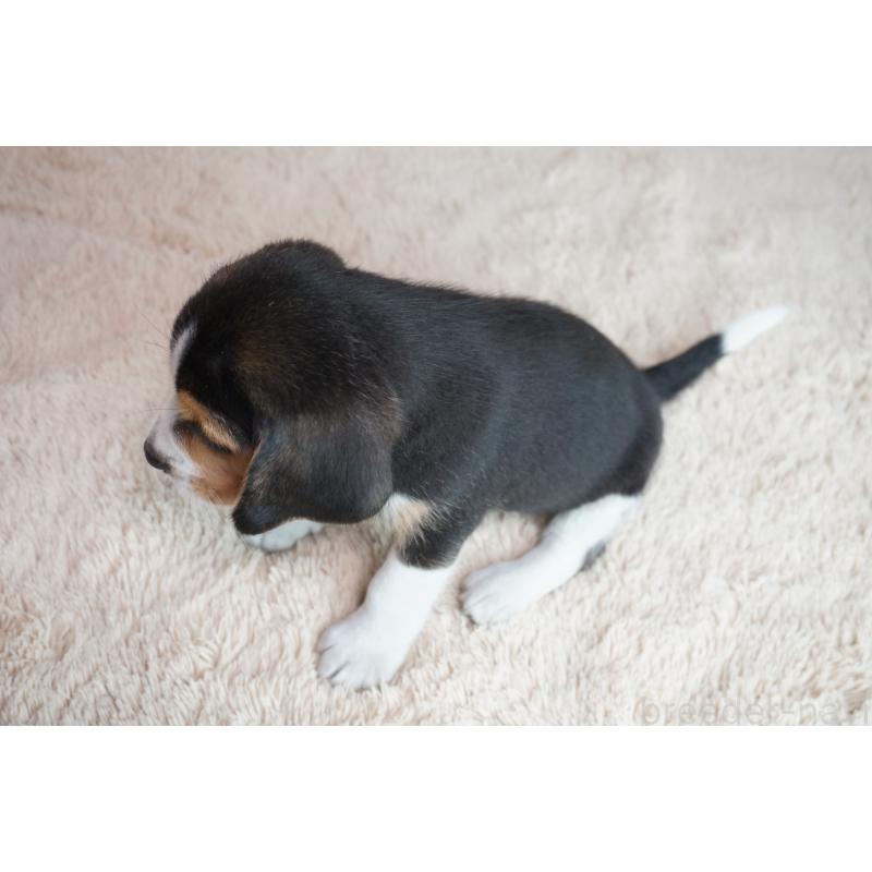 成約済の奈良県のビーグル-410862の5枚目