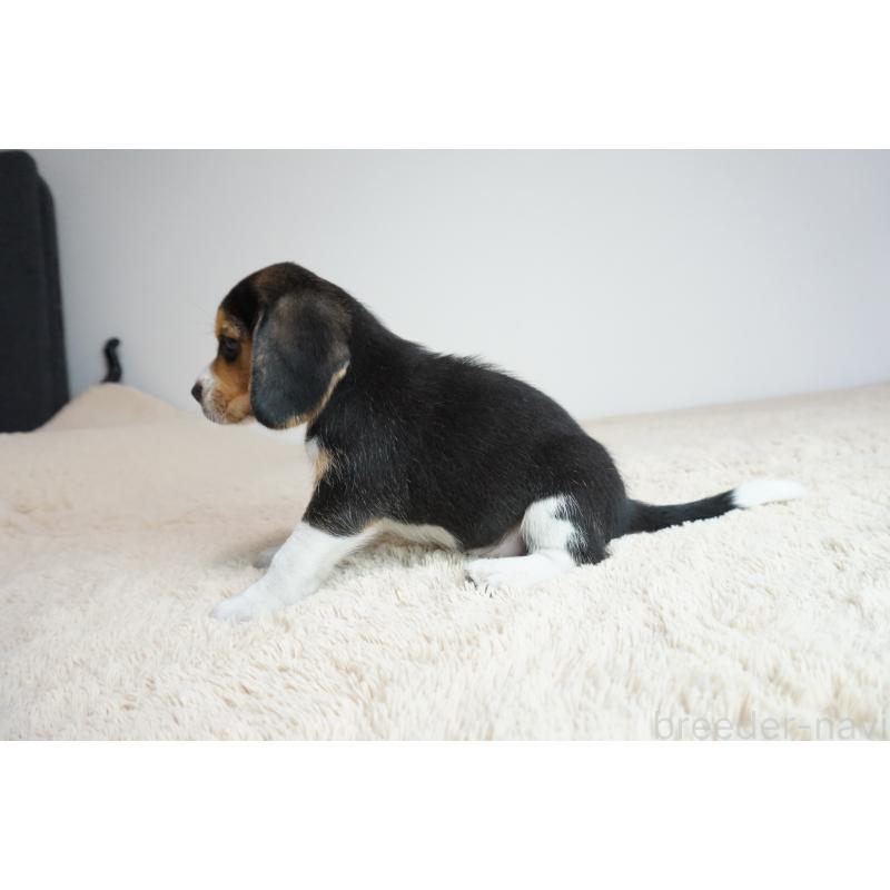 成約済の奈良県のビーグル-410862の3枚目