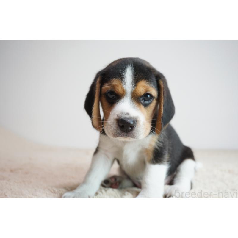 成約済の奈良県のビーグル-410862の2枚目