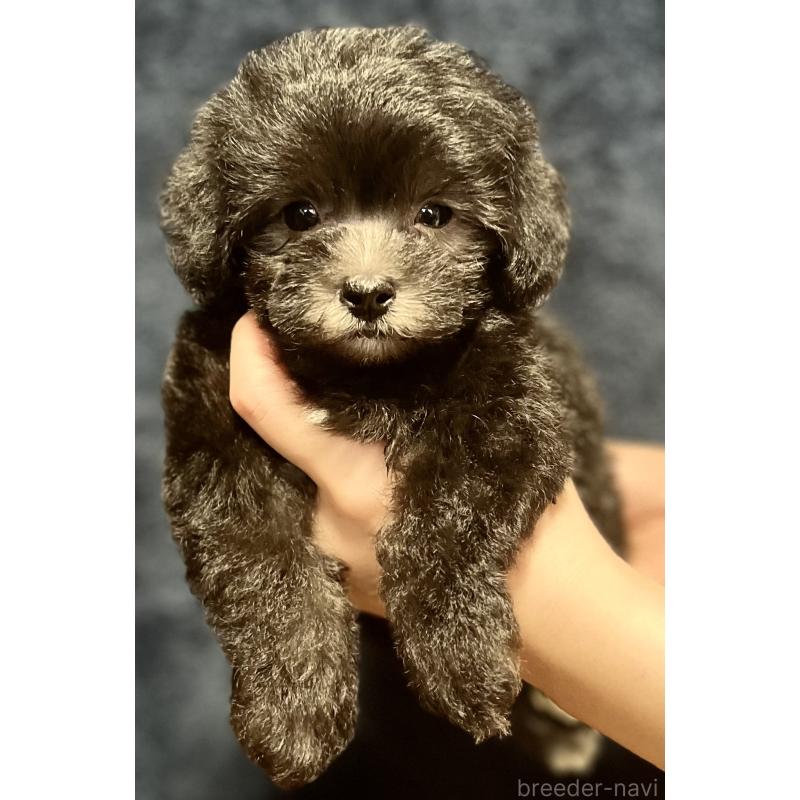 販売中の岩手県のマルプー:マルチーズ×トイプードル-414073の5枚目