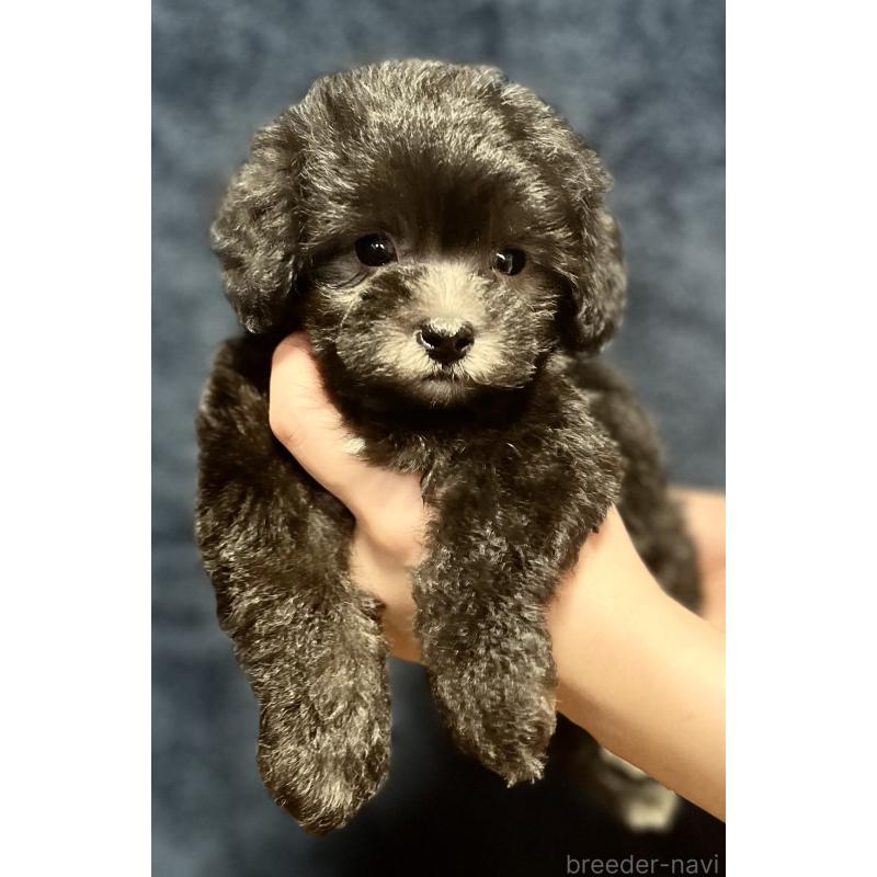 販売中の岩手県のマルプー:マルチーズ×トイプードル-414073の2枚目