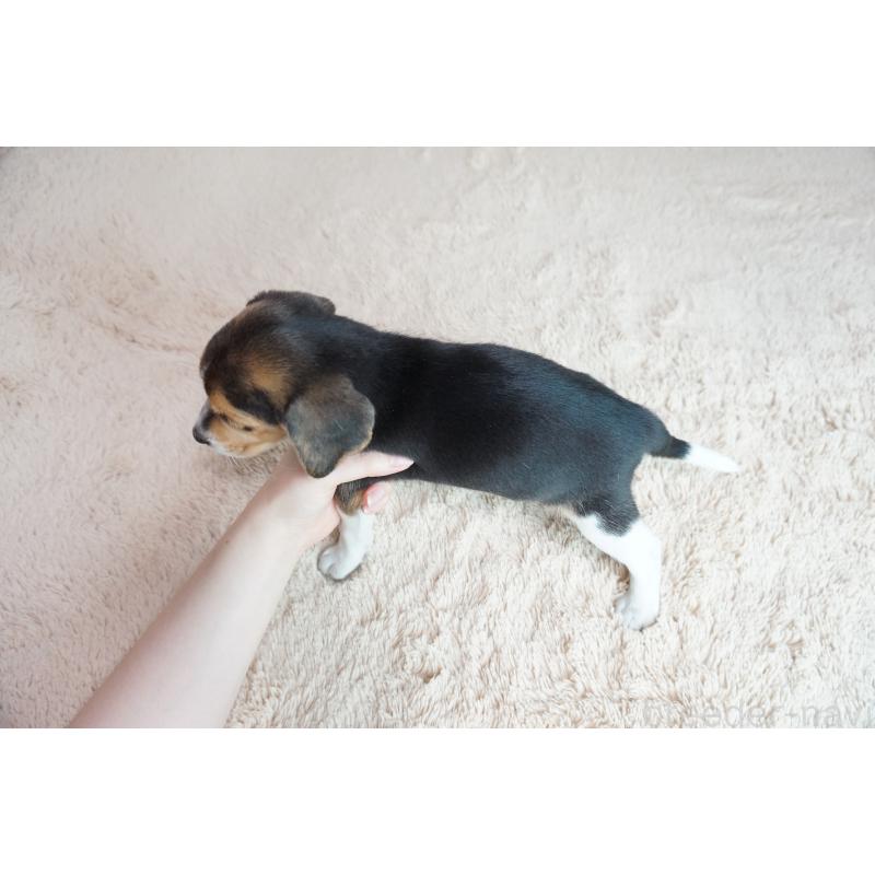 成約済の奈良県のビーグル-410883の5枚目