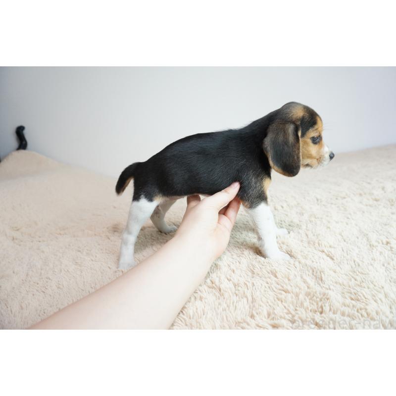 成約済の奈良県のビーグル-410883の4枚目