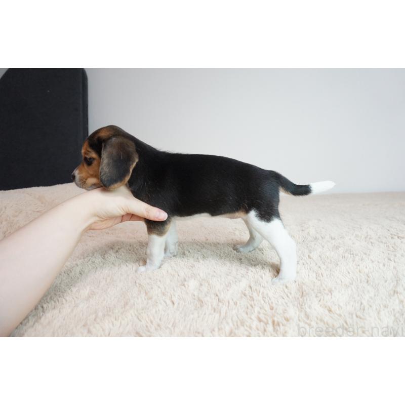 成約済の奈良県のビーグル-410883の3枚目