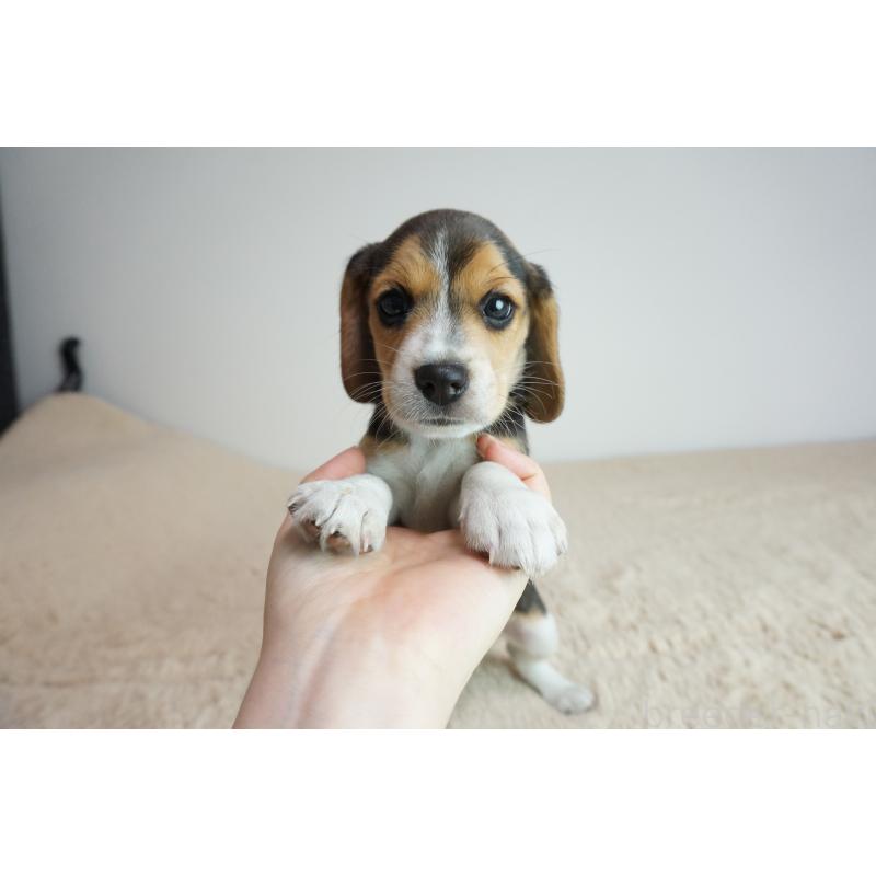 成約済の奈良県のビーグル-410883の2枚目