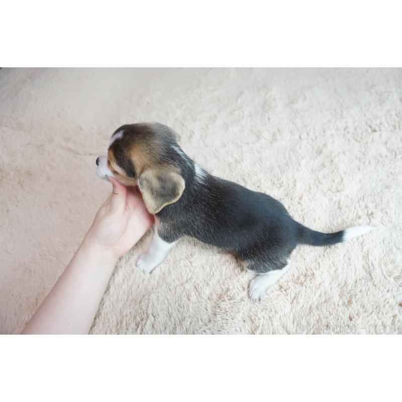 成約済の奈良県のビーグル-410868の5枚目