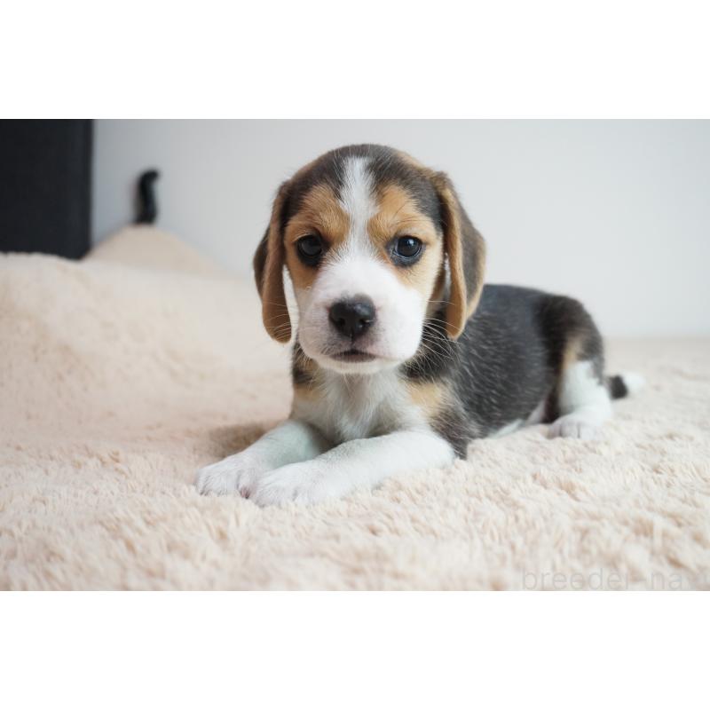 成約済の奈良県のビーグル-410868の2枚目